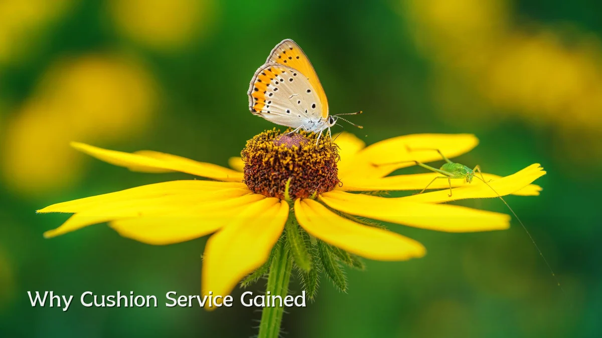 Why Cushion Service Gained